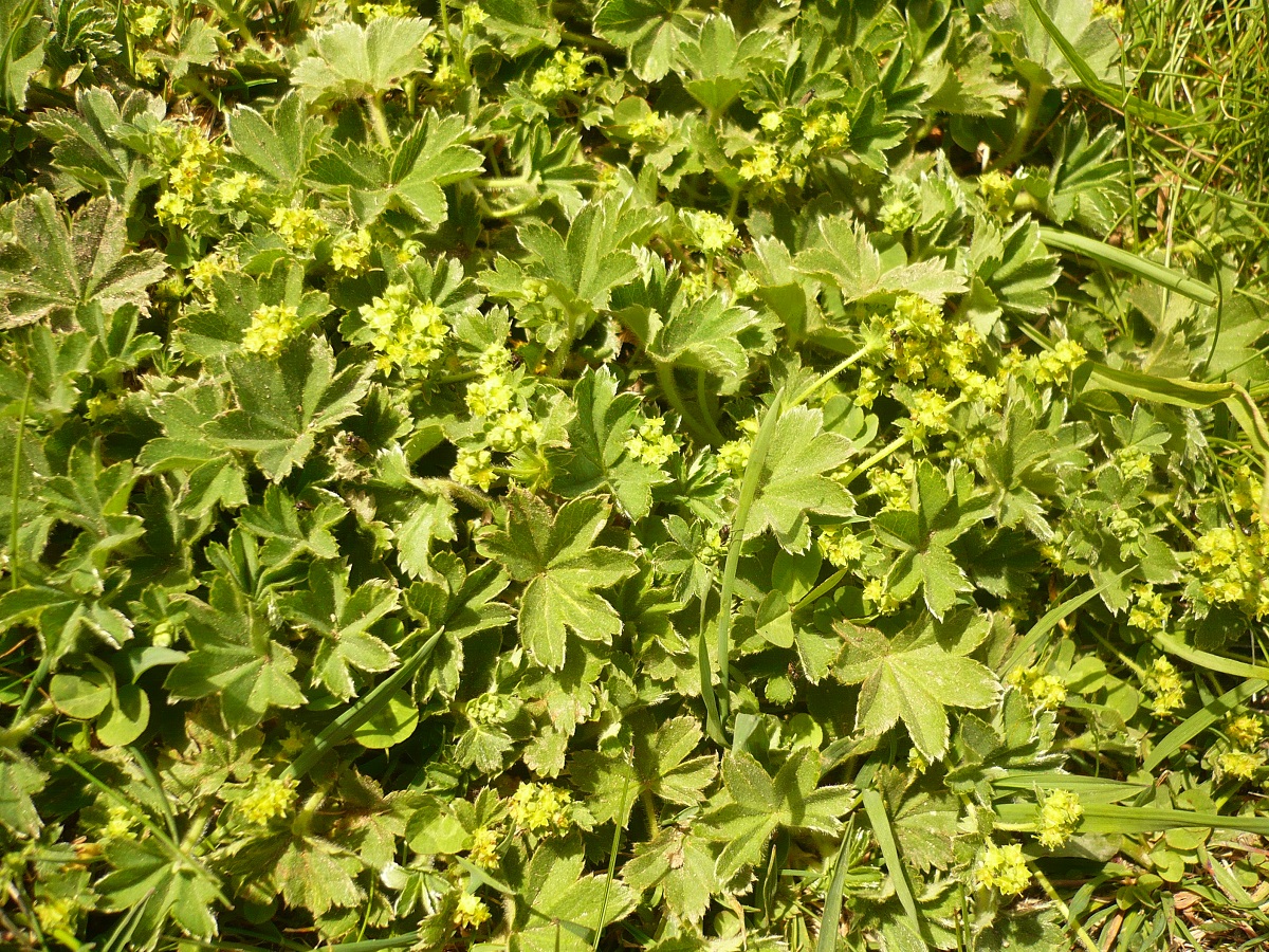 Alchemilla hybrida (Rosaceae)